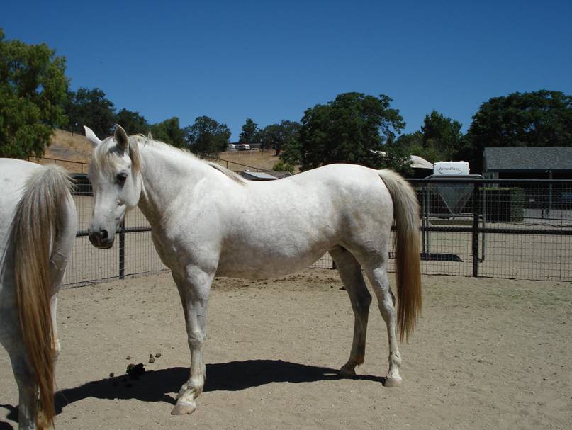 Santa Barbara County Animal Services, CA: 15 horses (5 purebred ...