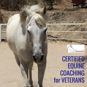 hanaeleh-certified-equine-coaching-for-veterans