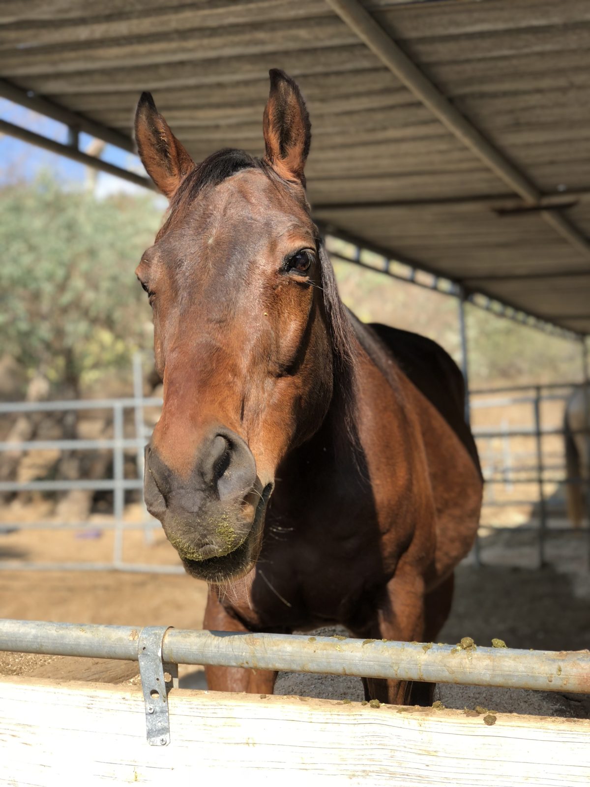 Horse Rescue Places Near Me