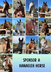 sponsor-a-horse-hanaeleh