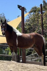 paint-pony-needs-a-home-orange-county-ca-1