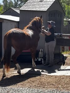 woman brushing brown horse