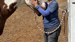 Brown and white paint horse getting a face massage from a woman.