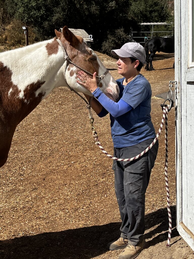 Brown and white paint horse getting a face massage from a woman.