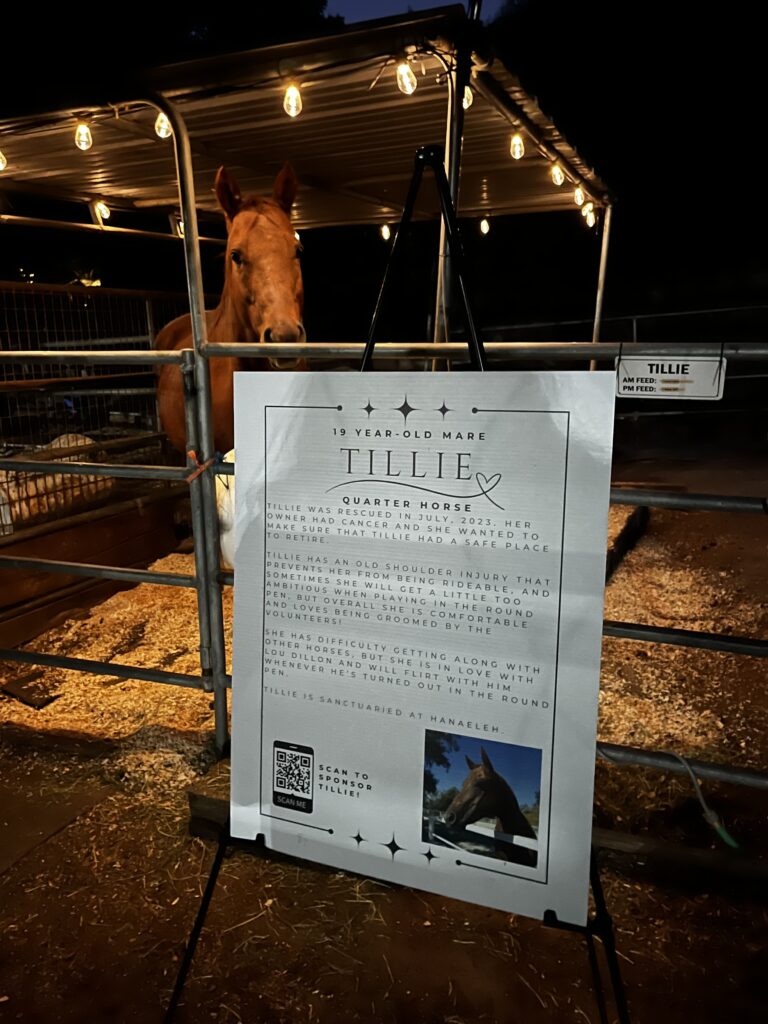 Red horse standing behind a sign with her name and story on it.